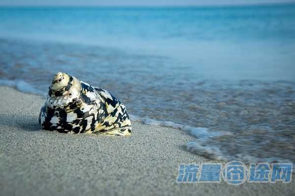 芝麻卡如何选择定向流量（芝麻卡的定向流量app怎么选）